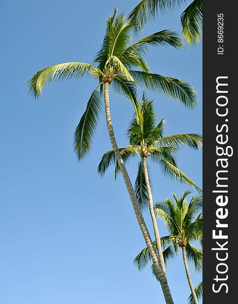 Group of palm trees against the sky on the coast of Mexico