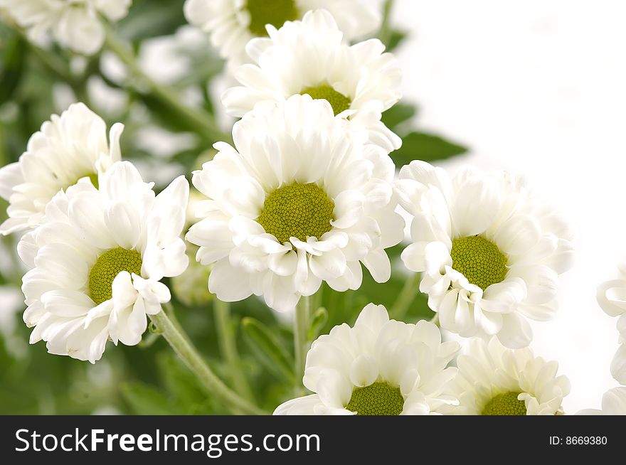 Beautiful white chrysanthemum flowers with green centre