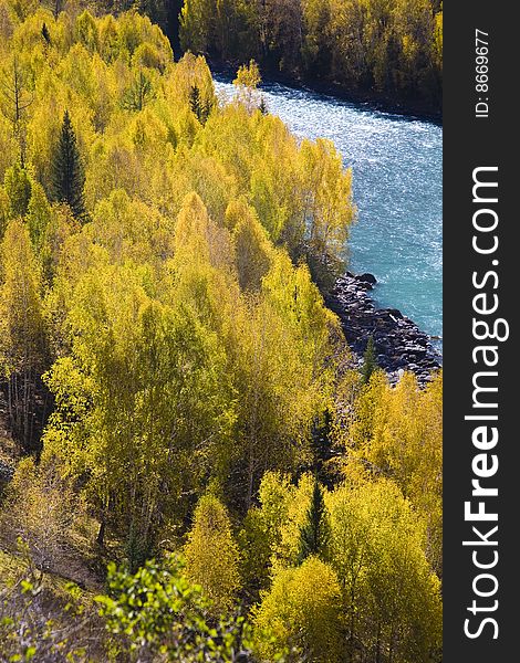 A river is surrounded by the birch forest on the mountain. A river is surrounded by the birch forest on the mountain.