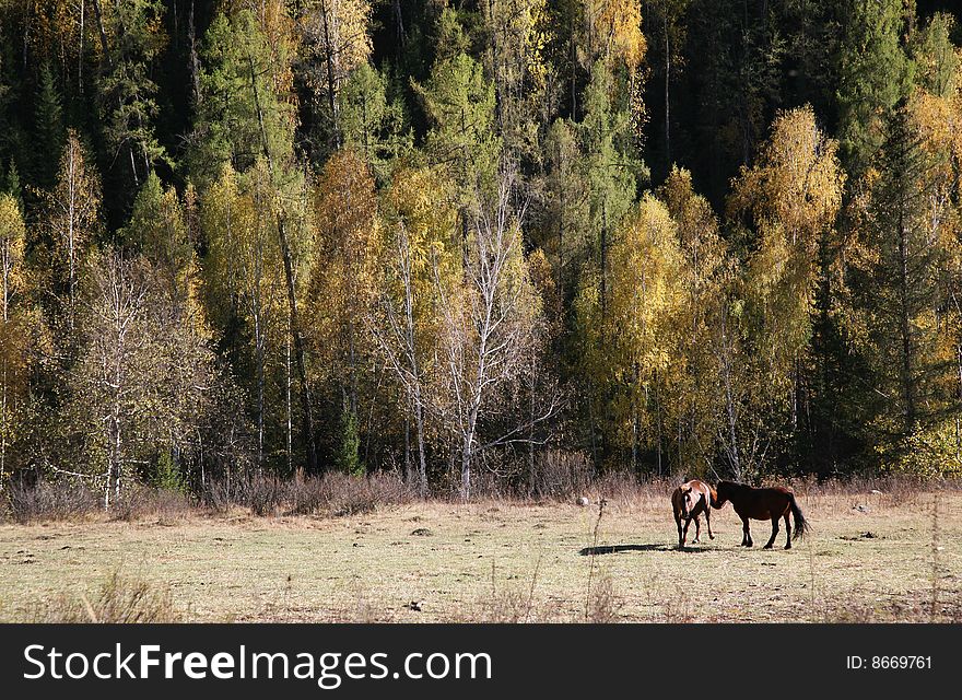 Horses in the autumn sunny forest. Horses in the autumn sunny forest