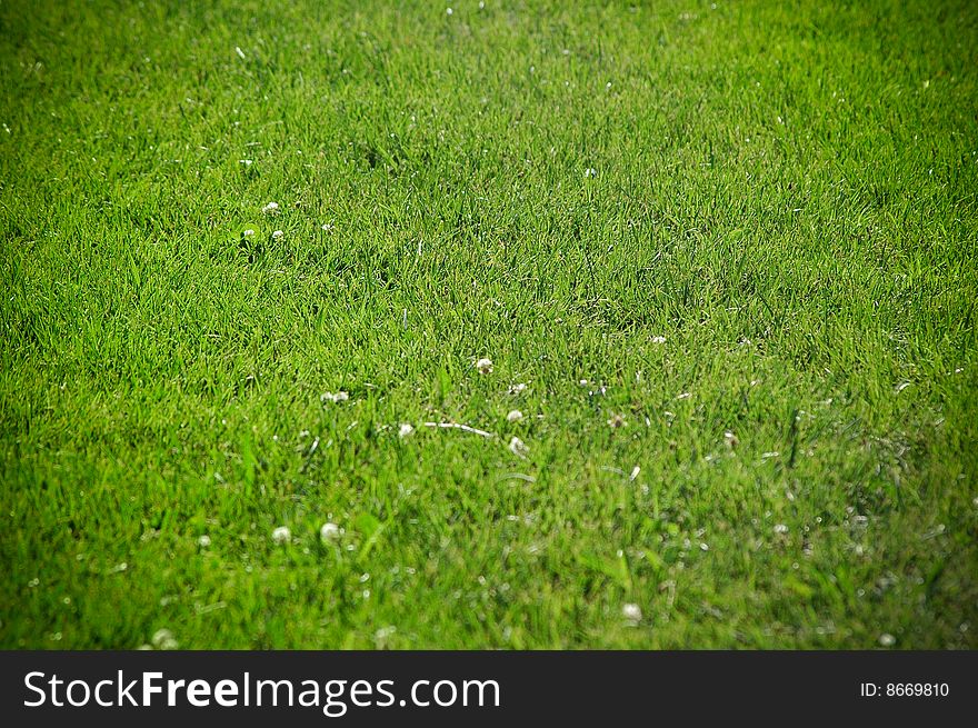 Green fresh grass field taken at the Washington mall
