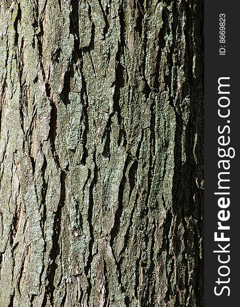 Close up view of a tree bark texture