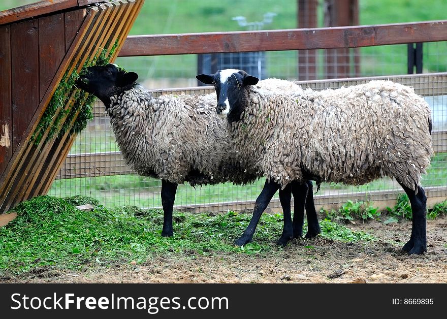 Two sheeps are feeding on farm