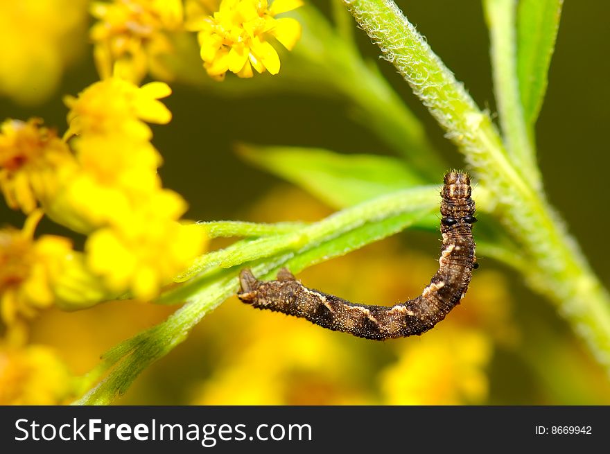 Brown caterpillar on yellow flower