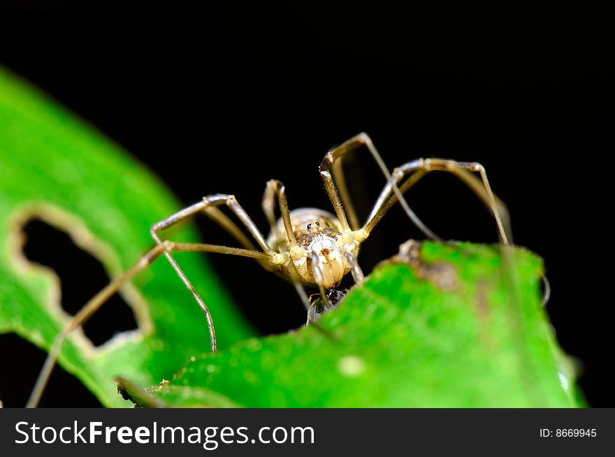 The close-up image of spider