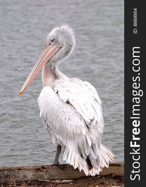 The pelican near the lake
