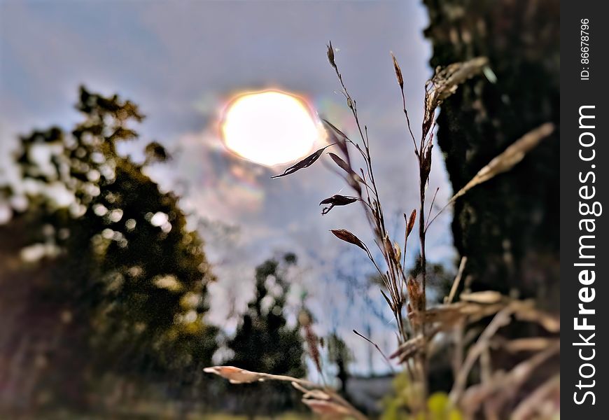 Wheat Sun Bulb
