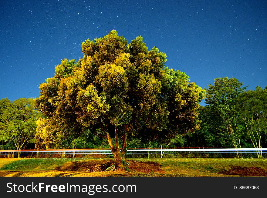 Arbol de Barrio Parque, bajo un ciello estrellado. Arbol de Barrio Parque, bajo un ciello estrellado.