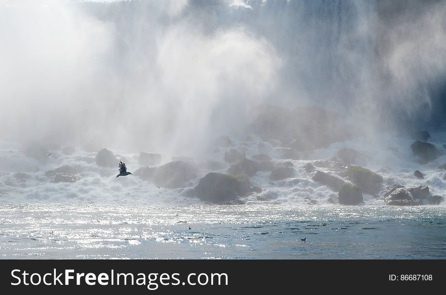 Bird in front of American Falls