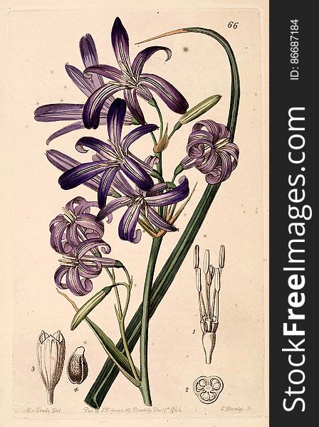 Ixiolirion tataricum. Dark violet to light blue flowers from late spring to mid summer. Bulbous perennial native from Russia to Afghanistan &#x28;1844&#x29;. Edwards’s Botanical Register, vol. 30: t. 66 &#x28;1844&#x29; [S.A. Drake] From our collection of botanical photographs, illustrations, and paintings. We hope you will enjoy these images as much as we do. Ixiolirion tataricum. Dark violet to light blue flowers from late spring to mid summer. Bulbous perennial native from Russia to Afghanistan &#x28;1844&#x29;. Edwards’s Botanical Register, vol. 30: t. 66 &#x28;1844&#x29; [S.A. Drake] From our collection of botanical photographs, illustrations, and paintings. We hope you will enjoy these images as much as we do.