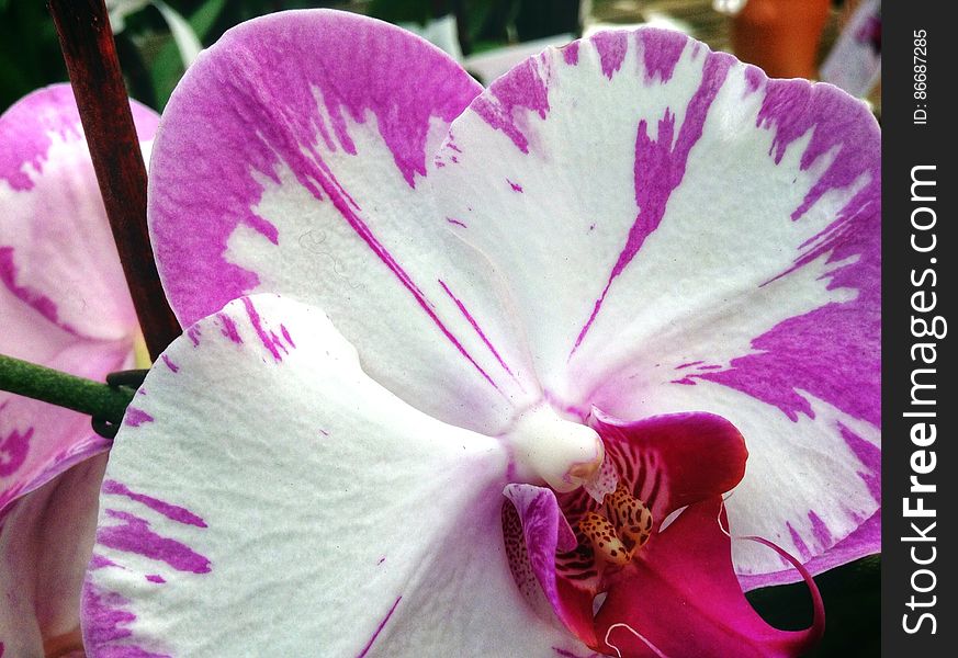 Macro Of Purple And White Flower