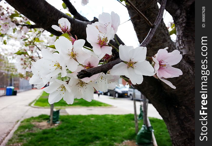 White Flowers On Tree