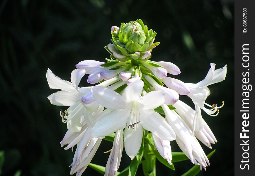 White And Violet Flower Blossoms