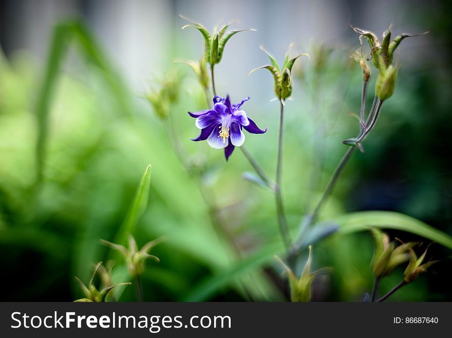 Columbine