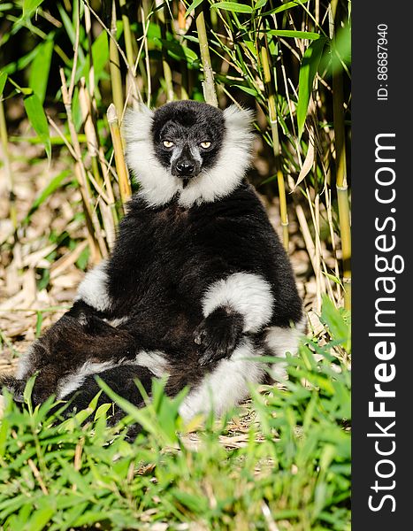 Black-and-white Ruffed Lemur