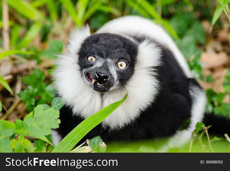 Black-and-white Ruffed Lemur