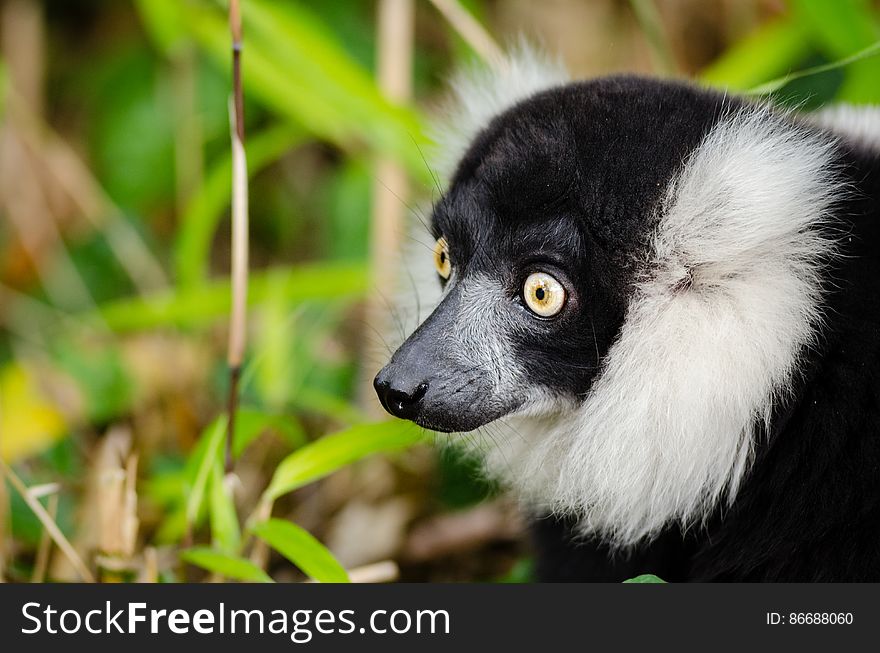 Black-and-white Ruffed Lemur