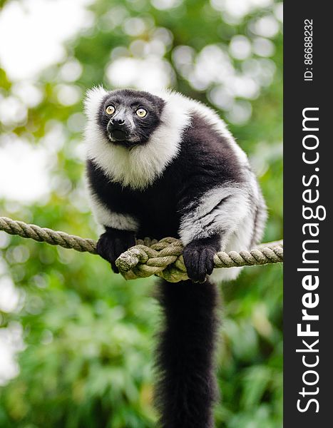 Black-and-white Ruffed Lemur