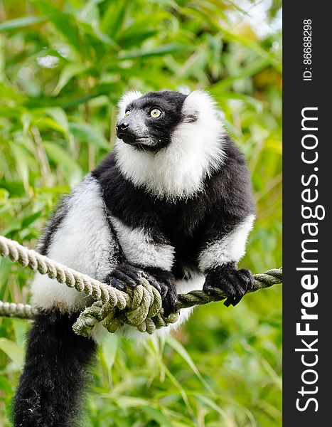 Black And White Ruffed Lemur