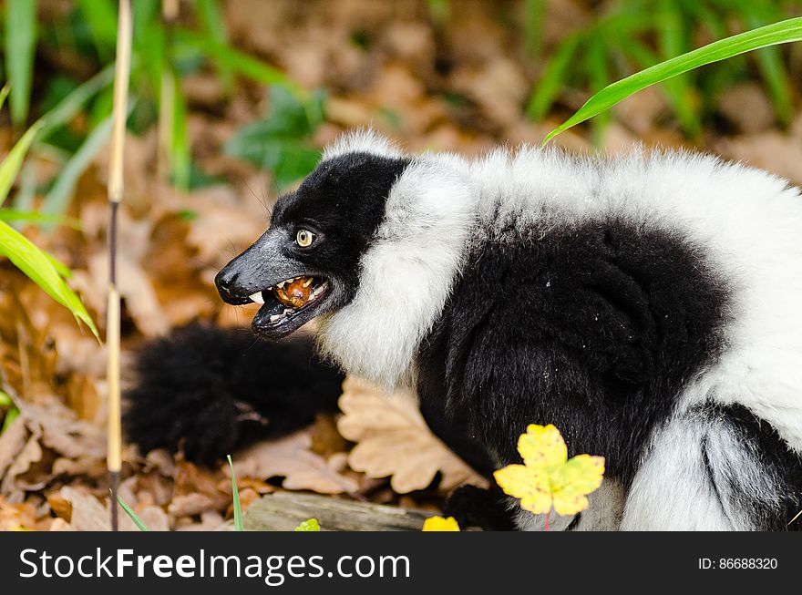 Black and white Ruffed Lemur