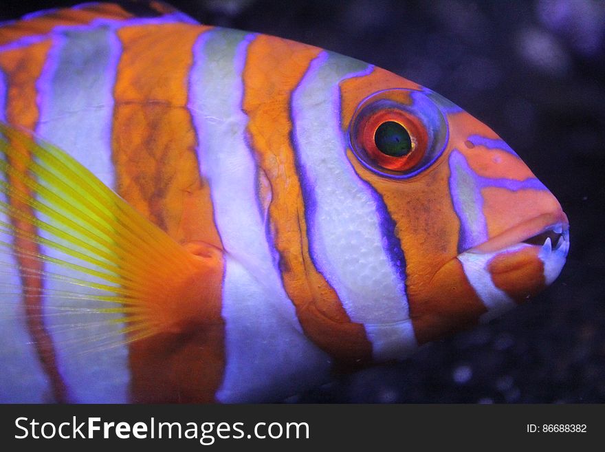 Orange And White Striped Fish