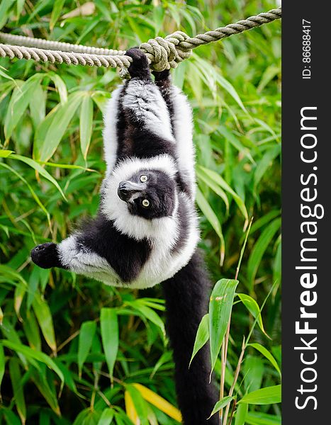 Black and white Ruffed Lemur
