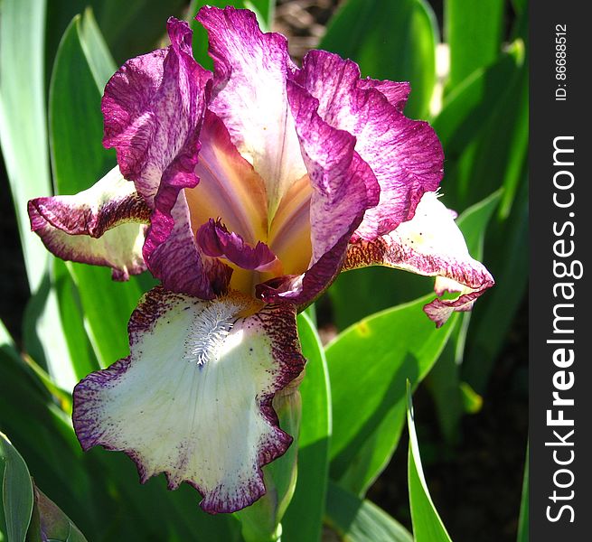 magenta and white bearded iris
