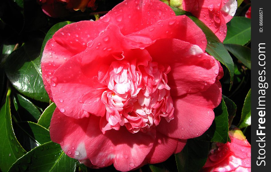 Pink-and-white Camellia 1