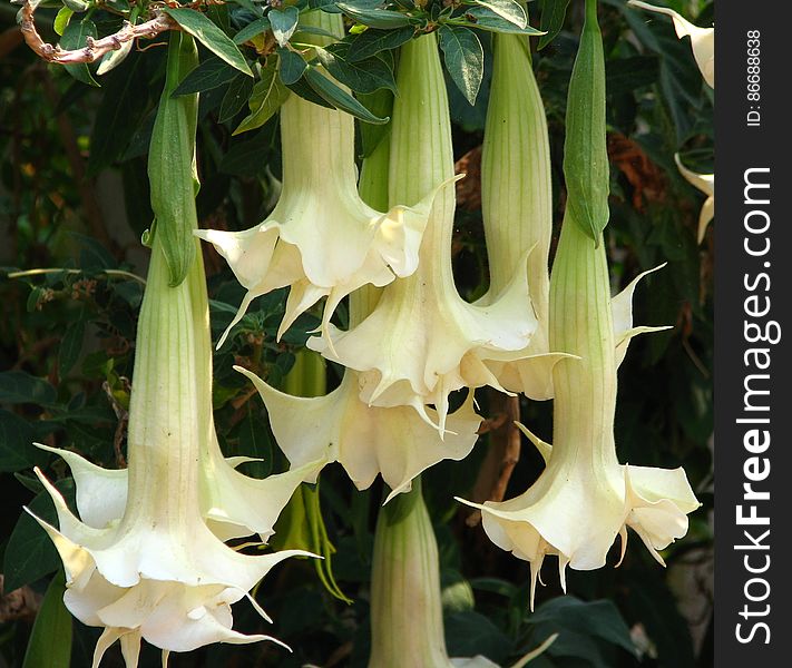 white angel&#x27;s trumpet