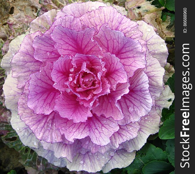 cabbage rose 1