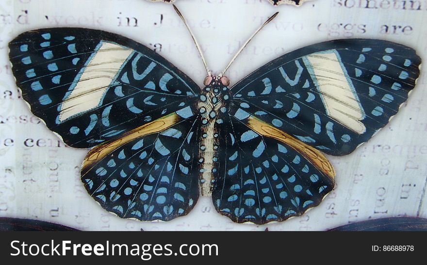 blue-spotted butterfly
