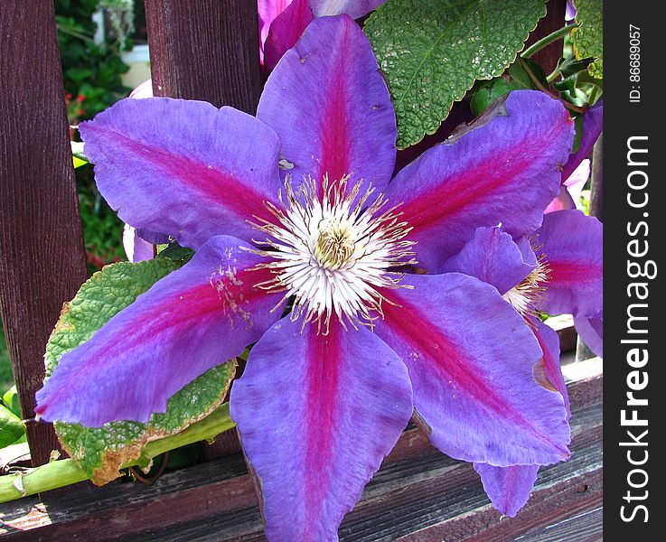 purple-and-pink clematis