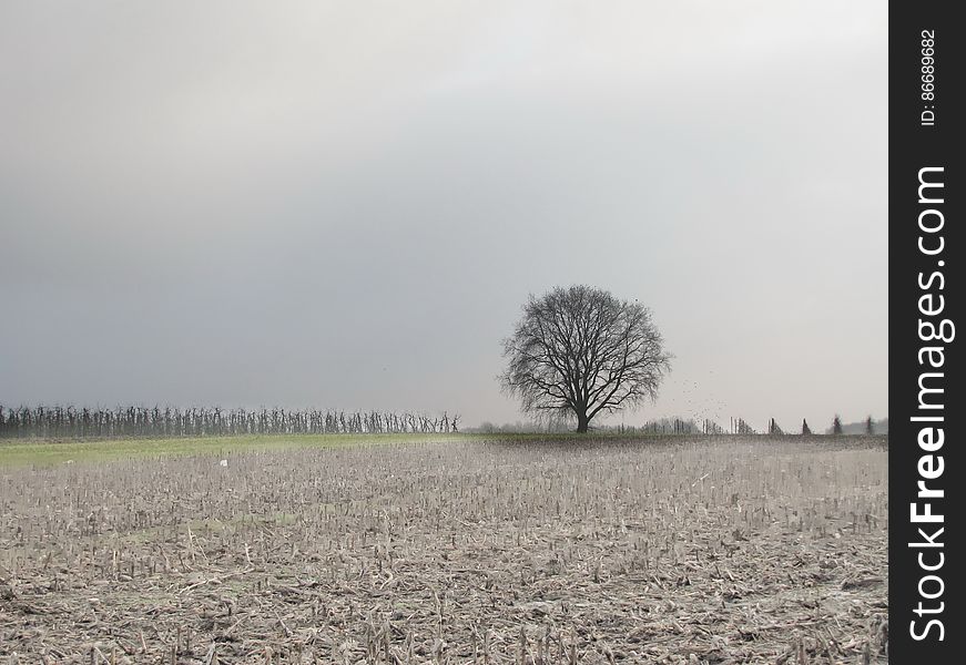 Sky, Plant, Ecoregion, Natural landscape, Tree, Grass