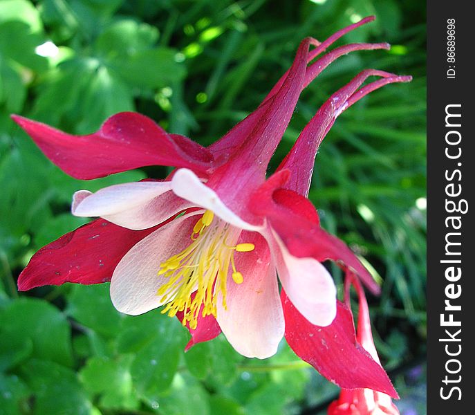 pink-and-white columbine