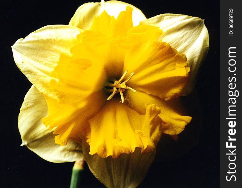 Yellow And White Split Daffodil