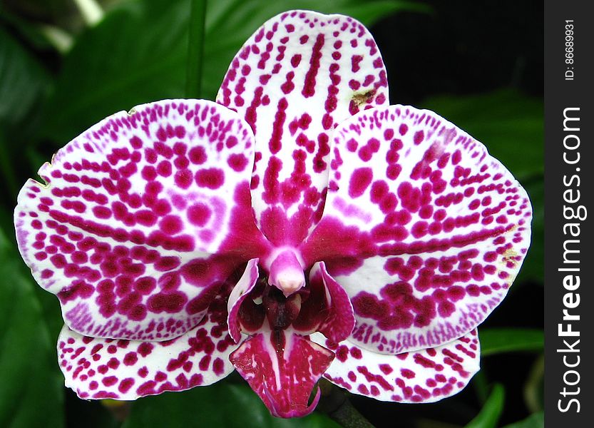 white orchid with pink spots