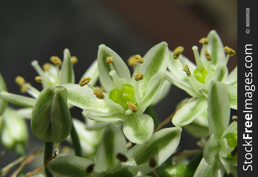 Flores blancas y verdes