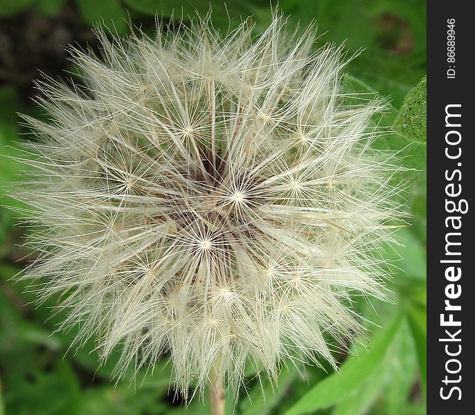 Dandelion Fluff