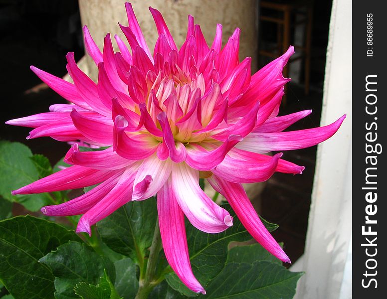 pink-and-white cactus dahlia