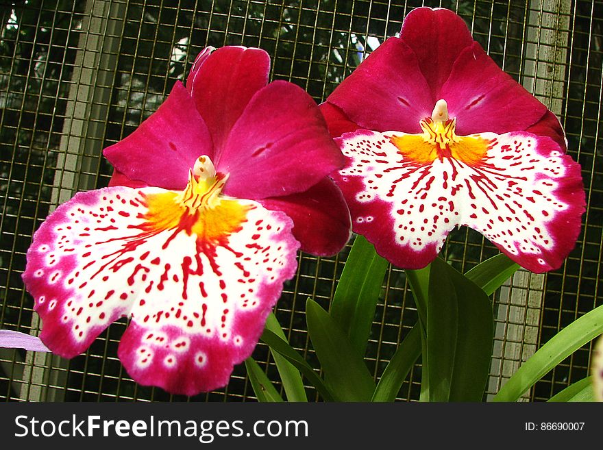 pink orchids with white speckled beards