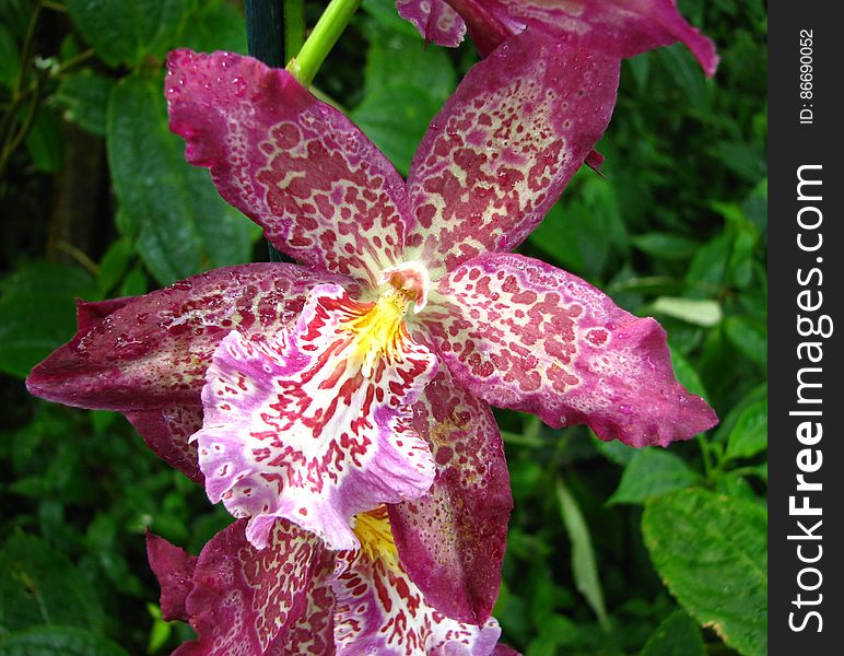 pink-and-white speckled orchid