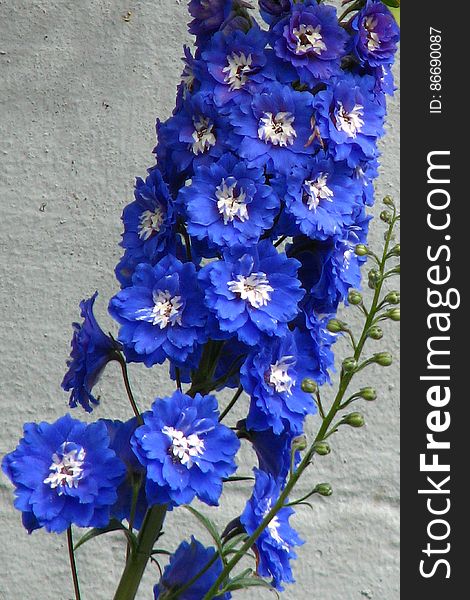 Blue-and-white Delphinium 2