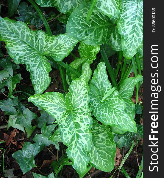 Leaf Butterflies