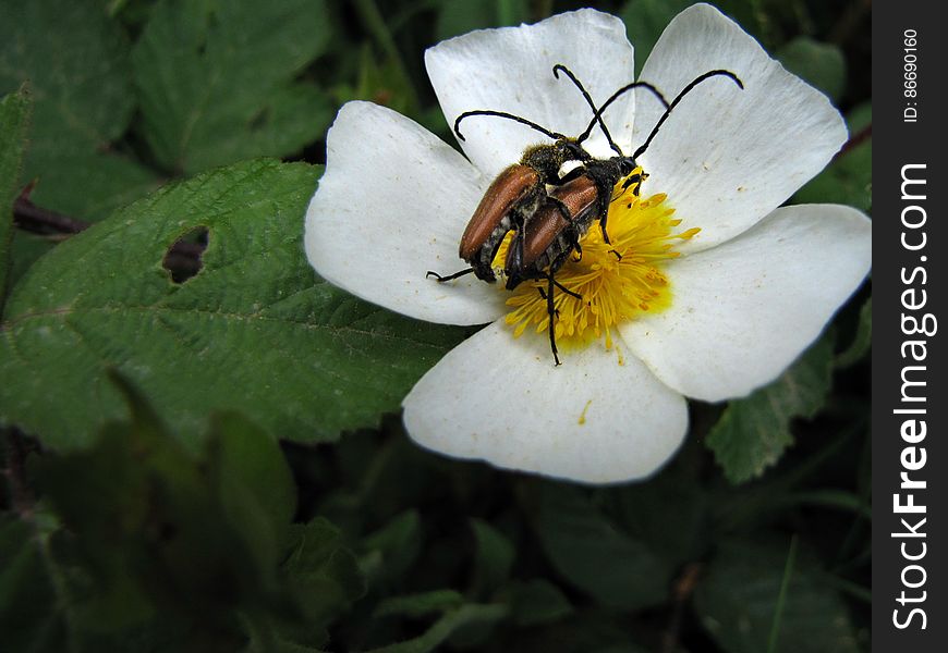 boktor -- longhorn beetle -- Nivellia sanguinosa -- Cerambycidae. boktor -- longhorn beetle -- Nivellia sanguinosa -- Cerambycidae