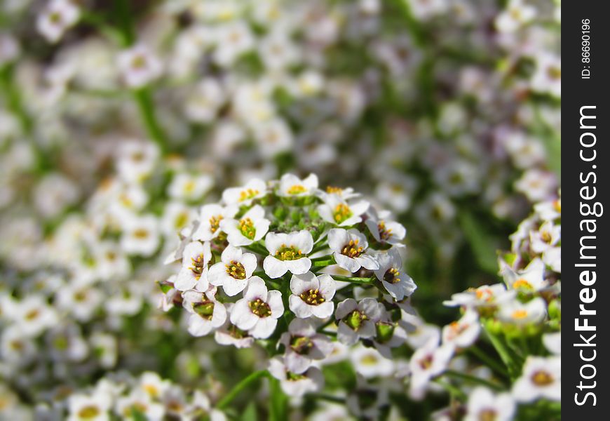 Flower, Plant, Petal, Terrestrial Plant