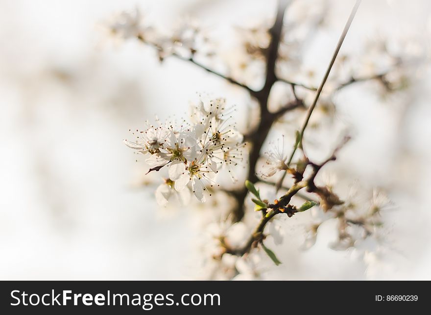 Blackthorn Blossom