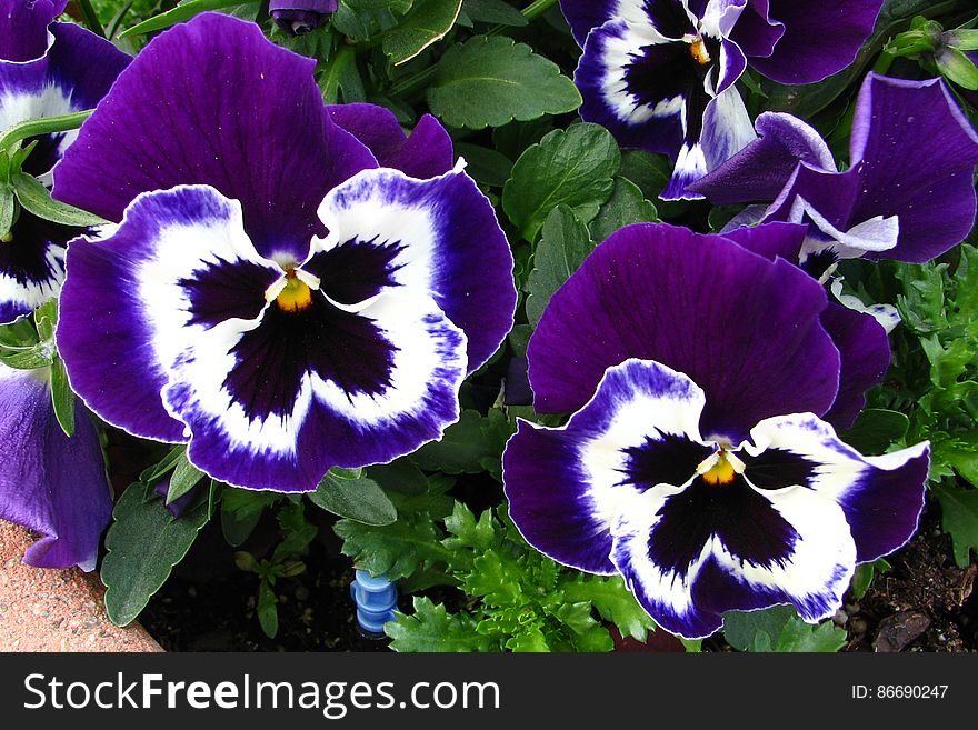 purple pansies 2