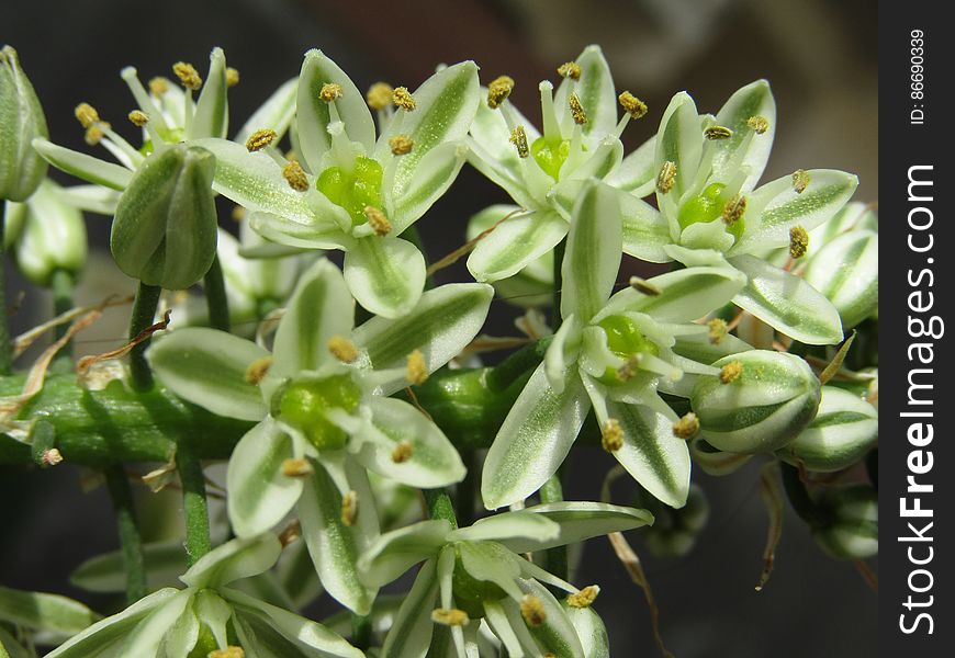 Flores blancas y verdes