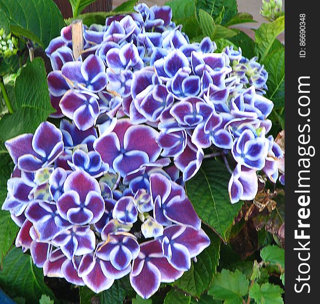 Red-violet And White Flowers