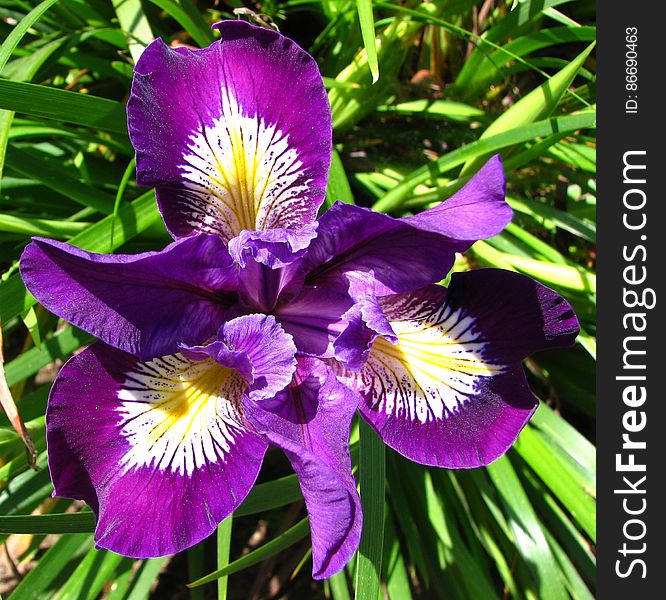 purple-and-white dwarf iris 2